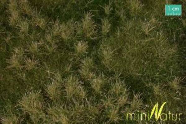 Fertile  meadow low, early fall